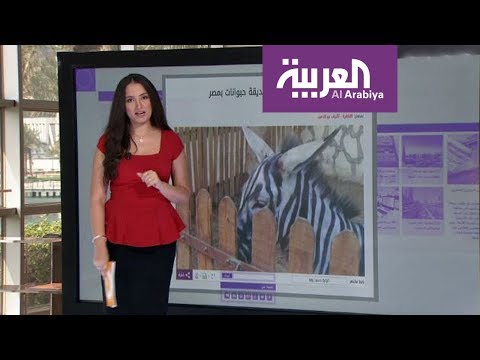 تعرف على قصة الحمار المزور في مصر