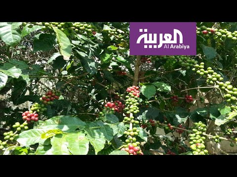 بُن جازان تراث ثقافي غير مادي في اليونسكو قريبًا