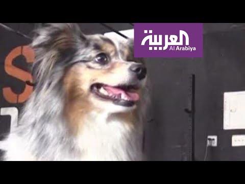 كلبة مذهلة تدهشك بحركاتها الرائعة