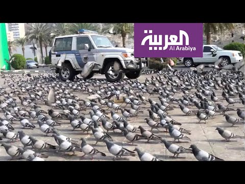 حَمام مكة يحط في الشوارع المحيطة بالحرم المكي