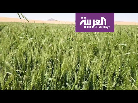 حائل تنتج ثلث الناتج المحلي من القمح في السعودية