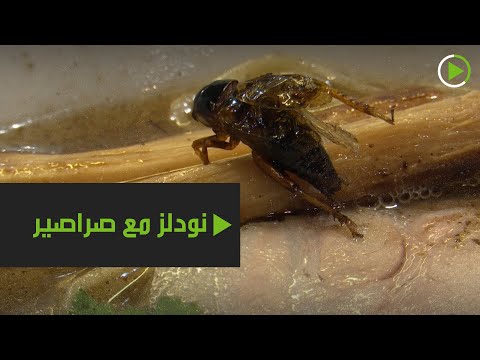 مطعم يُقدم حساء نودلز بالصراصير في اليابان