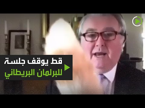 شاهد  قط أحد النواب يقطع اجتماع البرلمان البريطاني عبر الإنترنت